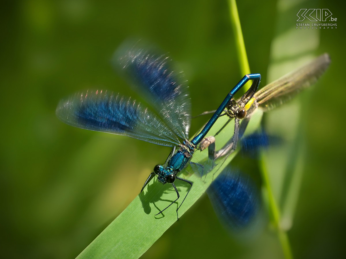 Damselflies and dragonflies - Mating banded demoiselles Mating banded demoiselles (Calopteryx splendens). The males are blue and the females have a green color. Stefan Cruysberghs